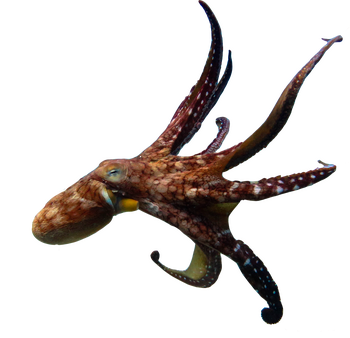 Octopus